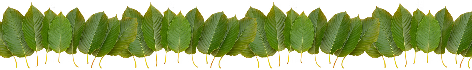 Kratom leaves